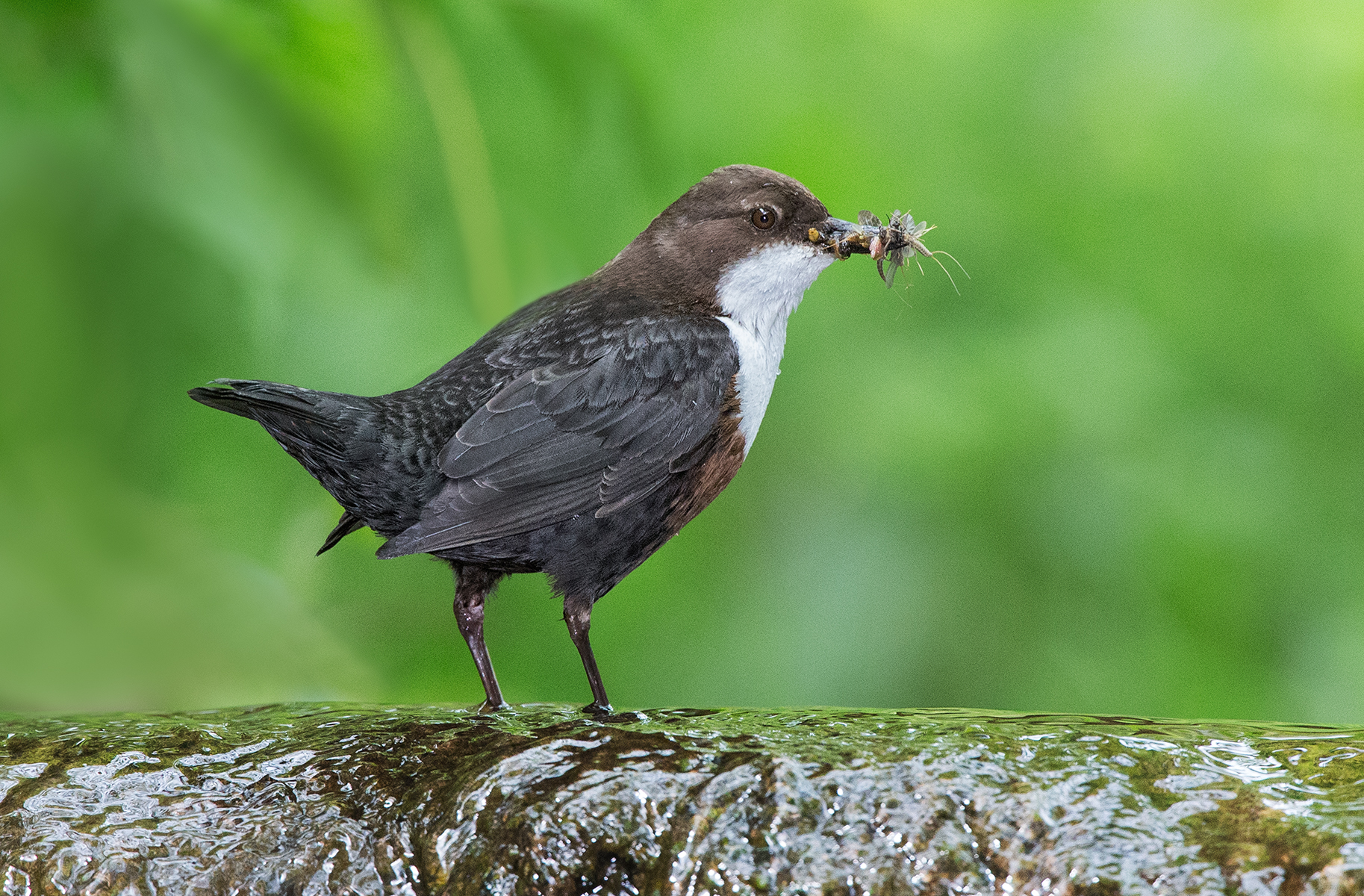 Dipper with grubs-3